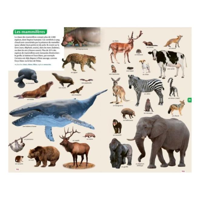 Geïllustreerd woordenboek LE ROBERT JUNIOR Geïllustreerd woordenboek LE ROBERT JUNIOR